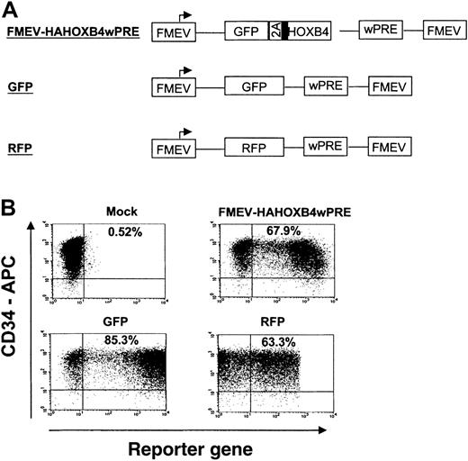 Fig. 2. High-efficiency gene transfer into cord blood–derived CD34+ cells. / (A) Schematic diagram of FMEV-based retroviral vectors that carry either the bicistronic 2A cassette for coexpression of GFP and HOXB4 (FMEV-HAHOXB4wPRE vector), the GFP marker alone, or the RFP reporter gene alone. All vectors contain the posttranscriptional regulatory element of the woodchuck hepatitis virus (wPRE), which enhances transgene expression. (B) Flow cytometric analysis of reporter gene expression (GFP, RFP) in human CD34+ cells 24 hours after the last infection with infectious HOXB4-, GFP-, or RFP-vector particles. Target CD34+ cells were prestimulated for 24 hours in cytokine-supplemented, serum-free medium. On 3 consecutive days, the cells were then exposed to RD114-pseudotyped retroviral particles that had been preloaded onto new retronectin-coated plates. The percentage of CD34+ cells expressing GFP or RFP is indicated in each dot-blot diagram.
