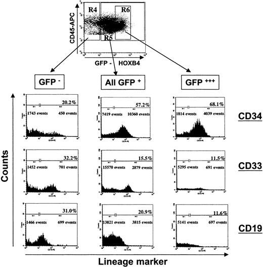 Fig. 6. Impaired lymphomyeloid differentiation of human long-term repopulating cells overexpressing HOXB4 in NOD/SCID mice. / The FACS profile of the BM of a representative mouse receiving a transplant of HOXB4 (FMEV-HAHOXB4wPRE)–transduced cells (67.9% GFP+/CD34+ cells) is shown at 8 weeks after cell injection. Forward-scatter/side-scatter properties and propidium iodide staining were used to exclude dead cells from analysis. Human CD45+ cells were gated and analyzed for GFP marker gene expression. Subsequently, the proportion of primitive human cells (CD34+), myeloid cells (CD33+), and B-lymphoid cells (CD19+) were determined in the population of nontransduced human cells (R4: GFP−/CD45+), in the total population of HOXB4-transduced cells (R5: GFP+/CD45+), and in the subpopulation of transduced cells expressing HOXB4 at very high levels (R6: GFP+++/CD45+). The frequency of lymphoid and myeloid differentiated cells was significantly lower in the compartment of HOXB4-transduced cells (all GFP+, central histogram panel) than in the nontransduced cell population (GFP−, left panel), whereas the frequency of primitive CD34+ cells was concurrently increased in the population of HOXB4-expressing cells. In particular, this altered lineage contribution was enhanced in the transduced cells expressing HOXB4 at very high levels (right panel).