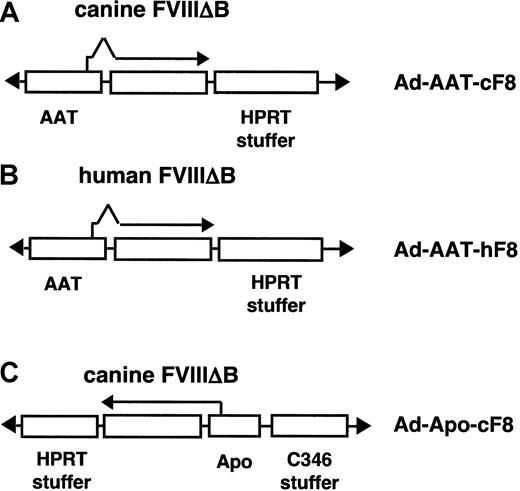 Fig. 1. Design of HC-Ad vectors. / (A-B) The Ad-AAT-cFVIII and Ad-AAT-hFVIII vectors carry the human α1-antitrypsin promoter (AAT) to direct the expression of the canine or human B-domain–deleted FVIII cDNA, respectively. AnHPRT stuffer fragment was used to optimize vector size and to avoid vector rearrangements. (C) In the Ad-Apo-cFVIII vector, the B-domain–deleted FVIII cDNA was expressed from the hepatocyte-specific chimeric ApoE/ApoCII promoter (Apo). An additional stuffer sequence derived from the C346cosmid fragment was used in the Ad-Apo-cFVIII vector.