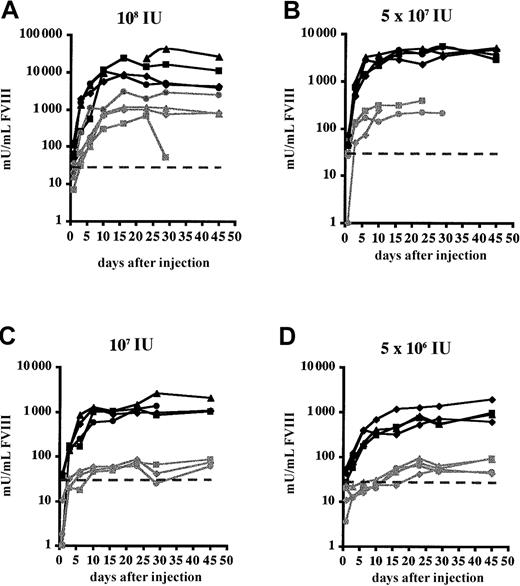 Fig. 4. Functional FVIII expression in FVIIIKO-SCID mice following transient macrophage depletion. / Experimental mice were injected with clodronate liposomes (black lines) 1 day before injection with Ad-AAT-cFVIII at different doses: 108 (A), 5 × 107 (B), 107 (C), and 5 × 106 IU (D). Littermates were injected with PBS-containing liposomes as controls (gray lines). The detection limit of the assay corresponds to 30 mU/mL and was indicated on the graph by a dotted line.