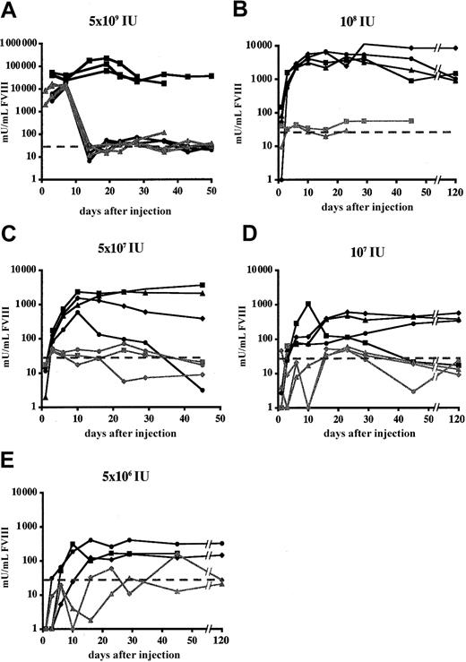 Fig. 5. Functional FVIII expression in FVIIIKO mice following transient macrophage depletion. / Mice were treated with clodronate liposomes (black lines) 1 day before the injection of Ad-AAT-cFVIII vectors at different doses: 5 × 109 (A), 108 (B), 5 × 107(C), 107 (D), and 5 × 106 IU (E). Littermates were injected with PBS-containing liposomes as controls. Littermates were injected with PBS-containing liposomes as controls (gray lines). The detection limit of the assay corresponds to 30 mU/mL and was indicated on the graph by a dotted line.