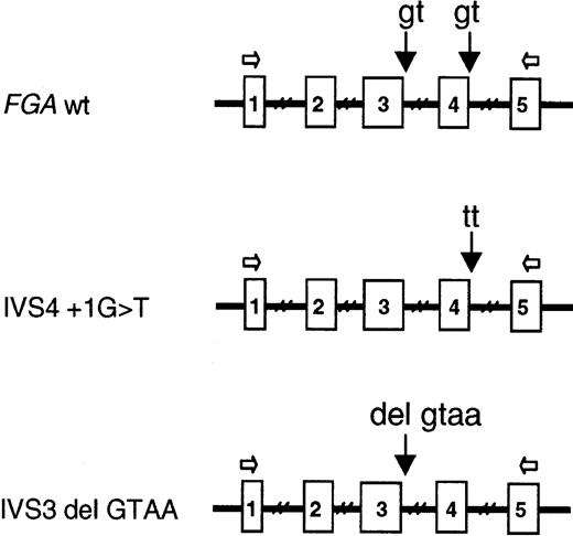 Fig. 1. Control and mutant constructs used. / The genomic FGA fragments contain the complete coding sequences from exons 1 to 4, complete introns 1 to 4, and part of exon 5. All the natural splice sites are therefore present in the inserts. The oligonucleotides used for RT-PCR analysis of mRNA transcripts produced by the mutant constructs are indicated by the white arrows.