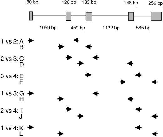 Fig. 2. Strategy for determination of the order of intron splicing in the FGA gene. / This approach was previously described by Kessler et al.18PCR primers used for pairwise comparison of the splicing of adjacent introns are shown. Exons (gray boxes) and introns are drawn to scale, with sizes of each exon and intron shown.