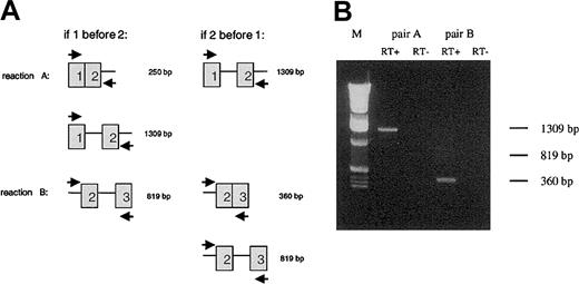 Fig. 4. Splicing order of introns 1 and 2. / (A) Splice intermediates expected for RT-PCR reactions A and B if intron 1 is spliced before intron 2, or vice versa. (B) RT-PCR products obtained for primer pairs A and B, separated on a 1% agarose gel. For each reaction, a PCR amplification was performed without prior reverse transcription (RT−) to exclude DNA contamination. The bands correspond to the unspliced exon 1–intron 1–exon 2 product for reaction A and the spliced intron 1–exon 2–exon 3 product for reaction B, demonstrating splicing of intron 2 before intron 1 (see Table 2).