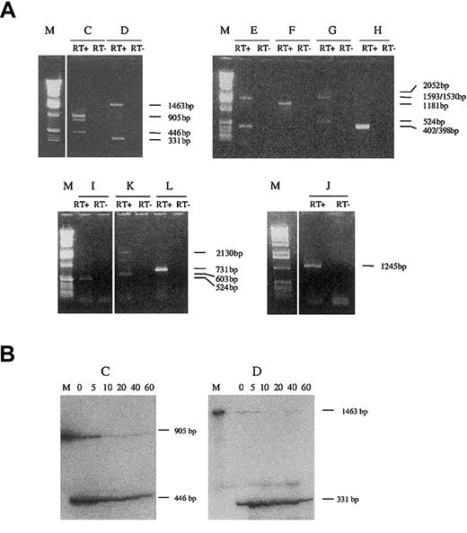 Fig. 5. Order of intron splicing in the FGA gene. / (A) RT-PCR products obtained for reactions C-L were separated on a 1% agarose gel. For each reaction, a PCR amplification was performed without prior reverse transcription (RT−) to exclude DNA contamination. The splice intermediates corresponding to each band and the deduced order of intron splicing are detailed in Table 2. M denotes the 1-kb ladder DNA size marker. (B) RT-PCR was performed for reactions C and D with radioactively end-labeled sense primers on nuclear RNA intermediates isolated after actinomycin treatment (0, 5, 10, 20, 40, and 60 minutes). The products were separated on 6% denaturing polyacrylamide gels. PCR products amplified from genomic DNA were used as size markers.