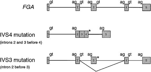 Fig. 6. Predicted outcomes for donor splice site mutations according to order of intron removal in the. / FGA gene. See “Discussion” for details. * indicates the mutant splice site.