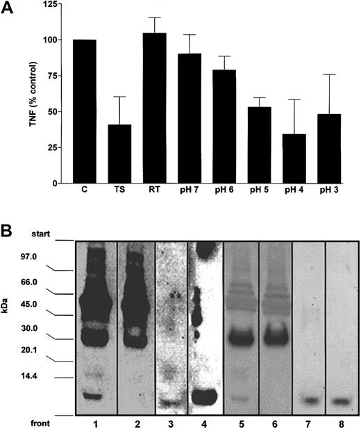 Fig. 5. Endogenous ubiquitin regulates the inhibitory activity for TNF-α production in trauma patients' serum. / (A) Trauma patients' serum was applied to an antiubiquitin antibody column and the adsorbed protein was eluted by acidification. Run-through and elutions were collected and tested for inhibitory activity of LPS-induced TNF-α production in healthy donors' whole blood. Whole blood cultures were incubated with the fractions (50%, vol/vol, in the cell culture mixtures) obtained by affinity chromatography in the presence of LPS for 4 hours in a constant volume of 200 μL. Data (percent control) are means ± SD of the TNF-α secretion in the cell culture supernatants from 2 experiments (in duplicates). C indicates control cell culture in the presence of 25% additional volunteers' serum in a constant volume of 200 μL; TS, cell culture in the presence of 25% trauma patients' serum in a constant volume of 200 μL; RT, cell cultures containing the run-through fraction. pH 7 to pH 3, cell cultures containing the eluted fractions. (B) Immunoblot analysis of the fractions obtained by antiubiquitin affinity chromatography. Fractions were separated by SDS-PAGE, transferred to PVDF membranes, and probed for ubiquitin with antiubiquitin AS (1:200; lanes 1-4) and monoclonal UbP4D1 (1:500; lanes 5-8). Lane 1, patients' serum, 10 μg; lane 2, run-through, 20 μg; lane 3, pH 3/4 eluate, 20 μL; lane 4, ubiquitin, 10 ng; lane 5, patients' serum, 50 μg; lane 6, run-through, 50 μg; lane 7, pH3/4 eluate, 200 μL, pH3/4 eluate 10-fold concentrated by boiling; lane 8, ubiquitin 80 ng.