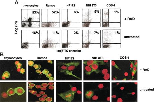 Fig. 1. Cell type differences in the sensitivity to radiation-induced apoptosis correlates with localization differences in cyclin B1 protein. / (A) A dose of 200 cGy γ radiation causes apoptosis in mouse primary thymocytes and Ramos cells but not human HF172 fibroblasts, Cos-1, and NIH3T3 cell lines. Apoptosis is determined flow cytometrically by annexin V staining 12 hours after irradiation. (B) A dose of 200 cGy γ radiation causes the nuclear localization of cyclin B1 protein in mouse primary thymocytes and Ramos cells but not human HF172 fibroblasts, Cos-1, and NIH3T3 cell lines. Green fluorescence indicates cyclin B1 staining; red fluorescence indicates nuclear staining with the dye Yo-Pro3 (thymocytes, Ramos) or Hoechst 33342 (HF172, Cos-1, NIH3T3); yellow indicates where the stains overlap. Staining was performed 4 hours after irradiation. Ramos and thymocyte images are confocal, whereas those of HF172, Cos-1, and NIH3T3 are conventional fluorescence microscopy. Original magnification B, × 630.