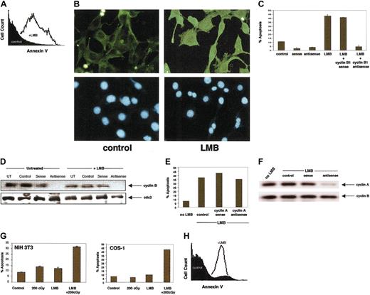 Fig. 3. Leptomycin B (LMB) induces apoptosis in a cyclin B1–dependent manner. / (A) LMB (3 ng/mL) induces apoptosis in NIH3T3 cells as measured by annexin V staining. (B) LMB (3 ng/mL) causes nuclear accumulation of the cyclin B1 protein. Original magnification × 400. Cyclin B1 antibody, green; Hoechst 33342 DNA, blue. (C) Treatment of NIH3T3 cells with cyclin B1 antisense oligonucleotides inhibits LMB-induced apoptosis. Sense oligonucleotides had no effect on apoptosis. Apoptosis is measured in the presence and absence of 3 ng LMB. Error bars represent the SEM of no less than 20 000 cells and is a representative of triplicate experiments. (D) Cyclin B1 protein levels indicating that the antisense treatment from Figure 2C lowers cyclin B1 protein levels in the presence or absence of LMB. Protein (10 μg/well) is loaded and cdc2 staining is used as a loading control. (E) Cyclin A antisense has no affect on LMB-induced apoptosis, as measured by annexin staining. (F) Cyclin A antisense reduces cyclin A but not cyclin B1 protein levels. (G) LMB sensitizes NIH3T3 and Cos-1 cells to radiation-induced apoptosis. Cells were treated with 0.05 ng/mL LMB and annexin V binding measured after 200 cGy γ radiation. Errors are the mean of triplicate experiments. (H) LMB (0.05 ng/mL) induces apoptosis in Ramos cells (0.05 ng/mL), as measured by annexin V staining.