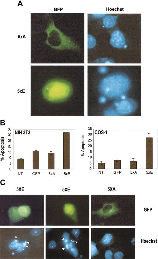 Fig. 5. Nuclear, but not cytoplasmic, cyclin B1 alleles induce apoptosis. / (A) Cyclin B-5xE (labeled 5xE) localizes predominantly to the nucleus, whereas cyclin B-5xA (labeled 5xA) is predominantly cytoplasmic (both GFP tagged). Hoechst nuclear counterstain is indicated. (B) The level of apoptosis in cyclin B-5xE–transfected cells is substantially higher than that induced by cyclin B-5xA. The apoptosis induced by cyclin B-5xA is comparable to control pCDNA3 transfected cells. Apoptosis in pCDNA3 control transfected cells is likely due to the transfection and staining protocol. Percent apoptosis was measured by annexin V staining and flow cytometry analysis. Total DNA (5 μg) was constant in all transfections. Error bars represent the mean and SD of 3 independent transfections. (C) Cyclin B-5xE expression induces apoptotic bodies (arrows) not seen in untransfected cells (U) or cells transfected with cyclin B-5xA. Original magnification A,C, × 1000.