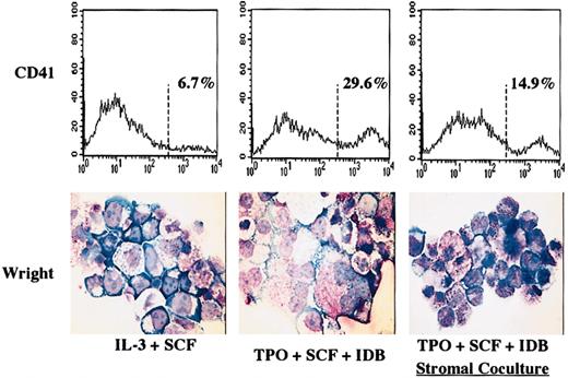 Fig. 1. Stromal cell exposure inhibits megakaryocytic differentiation in primary human stem cells. / Primary human hematopoietic stem cells were cultured 7 days with either IL-3 plus SCF to expand myeloid progenitors or with TPO plus SCF plus IDB to induce megakaryocytic differentiation. Cells were either cultured alone or on a monolayer of primary human bone marrow stromal cells. Cells treated as indicated were stained with PE–anti-CD41a (HIP8-PE) or isotype-matched control antibodies and analyzed by single-color flow cytometry. Log fluorescence intensity is indicated on the x-axis. Original magnification, × 500.