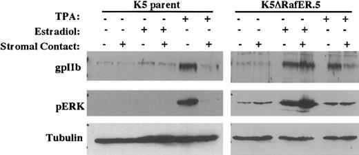 Fig. 2. Enforced, selective activation of the ERK/MAPK pathway overrides stromal inhibition of megakaryocytic differentiation (indicated by gpIIb up-regulation). / Cells analyzed consisted of either K562 parent cells or K5ΔRafER.5 cells engineered to express the estrogen-responsive Raf-1 kinase mutant ΔRafER. Cells were treated for 48 hours as indicated with either 25 nM TPA or 1 μM estradiol in the presence or absence of HESS-5 stromal cell monolayers. Whole cell lysates from the indicated samples were subjected to immunoblot analysis with the indicated antibodies. Membranes were stripped and reprobed to correlate gpIIb, phospho-ERK, and tubulin expression within each sample.