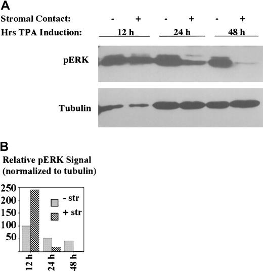 Fig. 4. Stromal contact selectively blocks late-phase and not early-phase ERK/MAPK activation. / K562 cells were treated with TPA with or without HESS-5 stromal cell contact for the indicated durations. The adjacent graph shows the relative phospho-ERK signal intensities, as determined by scanning densitometry, normalized according to tubulin signal. -str indicates no stromal cells present; +str, coculture with stromal cells. Whole cell lysates of indicated samples were subjected to immunoblotting with antibodies specific for phospho-ERK.