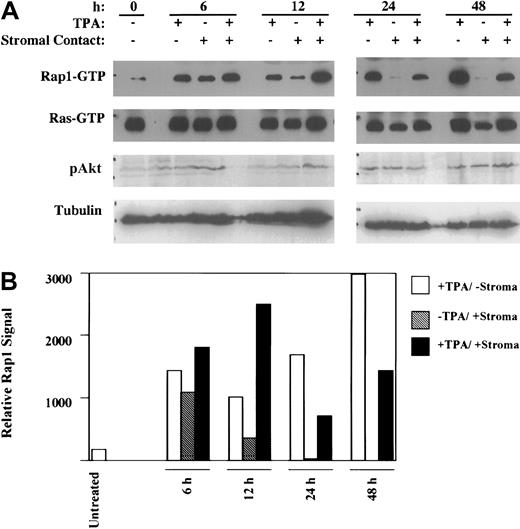 Fig. 5. Stromal contact selectively blocks late-phase Rap1 activation. / (A) K562 cells cultured with or without TPA and with or without HESS-5 stromal cell contact for the indicated durations were analyzed for Rap1 and Ras activation as well as for Akt activation. (B) Graph showing relative Rap1 activation was derived by scanning densitometry of the Rap1 signals in the immunoblot in panel A. The results shown are representative of experiments performed 3 times. Rap1 and Ras activation were assayed by pulldown using GST-RalGDS(RBD) followed by immunoblot detection. Akt activation was detected by probing immunoblots of whole cell lysates with antiphospho-Akt (Ser473).