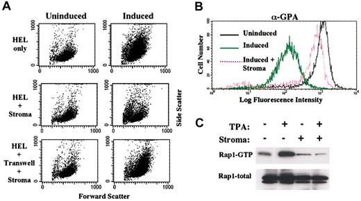 Fig. 6. Stromal inhibition of megakaryocytic induction in HEL cells also correlates with blockade in Rap1 activation. / (A) Coculture of HEL cells with HESS-5 stromal cells blocked the morphologic changes associated with megakaryocytic induction. Morphologic changes are reflected by forward versus right-angle light scatter characteristics on flow cytometry. (B) Coculture of HEL cells with stromal cells blocked surface antigen changes associated with megakaryocytic induction. Shown on the x-axis is mean fluorescent intensity of cells stained with PE-conjugated antibody to GPA. HEL cells either untreated or induced for 48 hours were analyzed by flow cytometry for forward versus side scatter and for glycophorin A expression (GPA). (C) Coculture of HEL cells with stroma blocked Rap1 activation associated with megakaryocytic induction. HEL cells either untreated or induced for 48 hours were analyzed for Rap1 activation as described in “Materials and methods.” In addition, whole cell lysates were immunoblotted for total Rap1 levels.