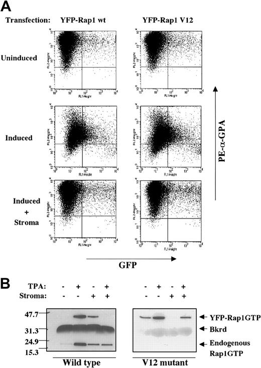 Fig. 7. The Rap1 V12 mutant fails to override stromal inhibition. / (A) Enforced expression in K562 cells of neither Rap1 wild type (wt) nor Rap1 V12 could reverse stromal inhibition of GPA down-regulation. Expression of the indicated YFP-Rap1 fusions, a function of GFP fluorescence, was correlated with GPA expression, a function of PE/red fluorescence. K562 cells transiently transfected with expression vectors for the indicated YFP fusion proteins were induced with or without HESS-5 stromal cells for 48 hours prior to staining with PE-conjugated antibody to GPA. (B) Stromal contact blocked activation of both YFP-Rap1 wt and YFP-Rap1 V12. Similar results were obtained with multiple independently isolated stable transfectants (not shown). Stable transfectants of K562 expressing the indicated YFP fusion proteins were induced with or without stromal cells for 48 hours prior to analysis of Rap1 activation as described in “Materials and methods.” The positions of the YFP-Rap1 fusions, endogenous Rap1, and a background band (Bkrd) are indicated.