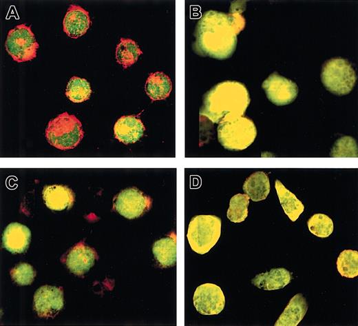 Fig. 8. The Rap1 V12 mutant induces remodeling of cortical actin. / (A) Untreated K562 cells expressing YFP-Rap1 wt displayed cortical actin, which did not colocalize significantly with Rap1. (B) TPA-treated K562 cells expressing YFP-Rap1 wt show loss of cortical actin with apparent colocalization of actin and Rap1. (C) Untreated K562 cells expressing YFP-Rap1 V12 show loss of cortical actin and apparent colocalization of actin and Rap1. (D) TPA-treated K562 cells expressing YFP-Rap1 V12 show absent cortical actin with apparent colocalization of actin and Rap1. These findings were similar in 2 different experiments using 2 independently isolated K562-YFP-Rap1 V12 clones. K562 stable transfectants with or without TPA were grown 48 hours on glass coverslips, followed by fixation and staining for actin with rhodamine-conjugated phalloidin. YFP fusions and rhodamine-phalloidin were detected simultaneously by 2-color confocal imaging at a total magnification × 520.