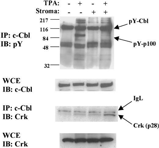 Fig. 9. Stromal contact prevents TPA-induced recruitment of pY-p100 to c-Cbl but enhances recruitment of Crk to c-Cbl. / Immunoprecipitation of c-Cbl followed by immunoblotting for phosphotyrosine showed TPA-induced recruitment of an about 100 kDa tyrosine-phosphorylated protein (indicated by arrow as pY-p100). Stromal contact completely blocked TPA-induced recruitment of pY-p100. Levels of tyrosine-phosphorylated c-Cbl (arrow: pY-Cbl) did not vary significantly with any of the treatments. Reprobing for Crk showed that stromal contact, by contrast, enhanced recruitment of Crk (p28) to c-Cbl. IgL indicates immunoglobulin light chain. Immunoblotting of the whole cell extracts (WCE) showed no significant variation in total levels of c-Cbl or Crk (p28) in any of the treatments. The results shown are representative of experiments performed 3 times. K562 cells with or without TPA for 48 hours and with or without stromal contact were subjected to whole cell extraction as described in “Materials and methods.” Whole cell extracts were then used both for direct immunoblotting and for immunoprecipitation of c-Cbl followed by immunoblotting.