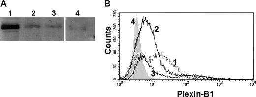 Fig. 1. The polyclonal antibody against Plexin-B1 is specific for the molecule. / The specificity of the Ab against Plexin-B1 was assessed by Western blot analysis after immunoprecipitation with an anti–Plexin-B1 monoclonal Ab (A) and further confirmed by cytofluorograph analysis (B) on the following cells: 1, MLP/Plex-B1; 2, follicular dendritic cell line (FDC-1); 3, normal in vitro activated T lymphocytes; and 4, MLP wild type.