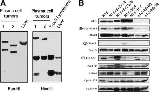 Fig. 7. Plasma cell and NPM-ALK tumors. / (A) Southern blot analysis of plasma cell tumors showing rearranged pattern of the immunoglobulin gene. Germline liver DNA was used as control. (B) Constitutive expression of Stat3 in NPM-ALK tumor cells. Total cell extracts from NPM-ALK+ cell lines (lanes 1,2) and from fresh tumors were immunoblotted with the indicated antibodies. Thymic tumor derived from Δcul1 transgenic mice served as controls.