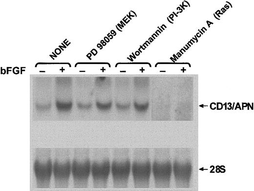 Fig. 1. CD13/APN induction is modulated by inhibitors of signaling intermediates. / KS1767 cells in 1% serum were incubated with (+) or without (−) bFGF and the indicated chemical inhibitors of signal transduction intermediates: PD98059, MEK inhibitor; wortmannin, PI-3K inhibitor; and manumycin A, Ras inhibitor. Total cellularCD13/APN mRNA or control 28S levels were assessed after 24 hours.