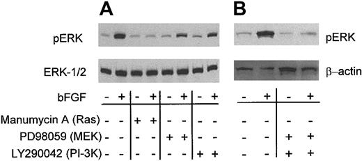 Fig. 3. The PI-3K and Ras/MAPK pathways converge on ERK. / KS1767 cells in 1% serum were incubated with the indicated individual signaling inhibitors in the presence (+) or absence (−) of bFGF stimulation and lysates were assayed for levels of total ERK (ERK1/2) or activated ERK (pERK) by Western blot analysis. (B) Inhibition of both pathways abrogates ERK phosphorylation in response to bFGF. Lysates from cells incubated in the presence of both inhibitors were assayed for levels of total ERK (ERK1/2) or control protein.