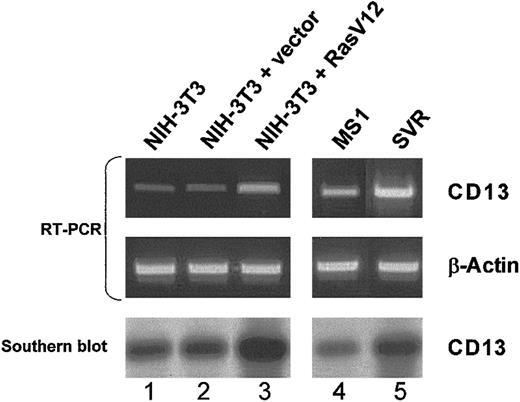 Fig. 4. Expression of activated Ras induces endogenous CD13/APN expression in endothelial cells and fibroblasts. / Matched NIH-3T3 fibroblast (lanes 1-3) or murine endothelial MS1 (lanes 4-5) cell lines stably transfected with either empty vector control plasmids (lane 2: NIH-3T3 + vector, and lane 4: MS1) or activated Ras-V12 expression constructs (lane 3: NIH-3T3 + Ras V12, and lane 5: SVR) were assessed by semiquantitative RT-PCR for CD13 or control β-actin levels. Identity of the RT-PCR products was verified by Southern blot analysis probed with CD13/APN cDNA (bottom panel). Lane 1 shows untransfected parental NIH-3T3 fibroblasts.