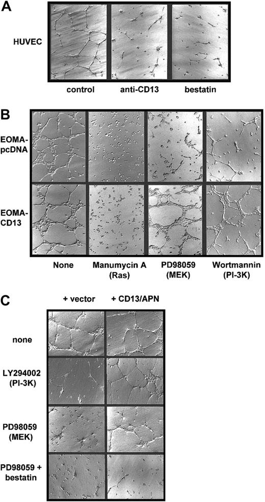 Fig. 5. CD13/APN rescues capillary morphogenesis despite MEK or PI-3K inhibition. / (A) CD13/APN is required for capillary morphogenesis. HUVECs were plated on Matrigel containing the indicated CD13/APN functional antagonists or isotype-matched control antibody (control) and photographed after 18 to 24 hours. (B) Increased cell surface CD13/APN can rescue inhibited morphogenesis. EOMA engineered to express high levels of CD13/APN (20-fold increase, EOMA-CD13, bottom row) or vector control cells (EOMA-pcDNA, top row) were plated on Matrigel in the presence of the indicated Ras, MEK, or PI-3K inhibitors. (C) Transmembrane expression of CD13/APN is not required for rescue. HUVECs were plated on Matrigel containing microsomal membrane preparations of CD13-high cells (+ CD13, right column) or vector control cells (left column) in the absence (top row) or presence of the MEK inhibitor PD98059 (middle row) or both PD98059 and the aminopeptidase inhibitor bestatin (bottom row). Original magnification A-C, × 10.