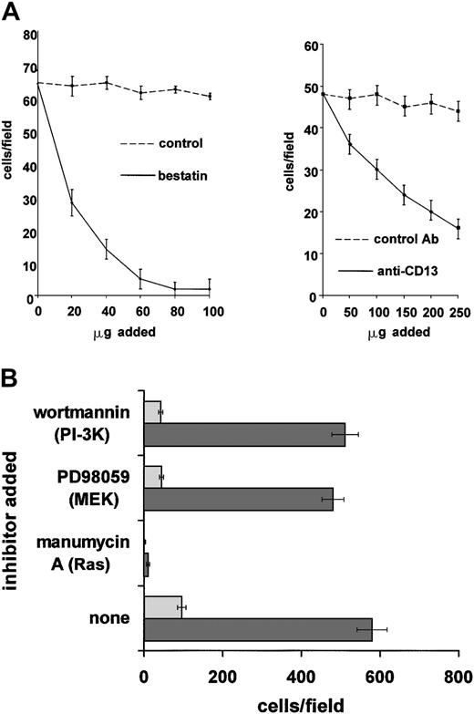 Fig. 6. CD13/APN rescues endothelial invasion in the presence of Ras/MAPK or PI-3K inhibition. / (A) CD13/APN is required for migration/invasion. Primary endothelial cells (HUVEC) in 1% serum in the presence or absence of the indicated CD13/APN functional antagonists or vehicle or isotype-matched control antibodies were plated in the top chamber of Matrigel-coated transwell plates and bFGF angiogenic stimulus was placed in the bottom chamber. The number of cells invading and migrating through the Matrigel barrier in response to bFGF was counted after 24 hours. (B) Increased cell surface CD13/APN enhances endothelial invasion and can overcome inhibited migration/invasion. EOMA engineered to express high (20-fold) levels of CD13/APN (EOMA-CD13, ▪) or vector control cells (EOMA-pcDNA, ░) were plated in the top chamber of Matrigel-coated transwell plates in the presence of the indicated Ras, MEK, or PI-3K inhibitors, and bFGF angiogenic stimulus was placed in the bottom chamber. The number of cells invading and migrating through the Matrigel barrier in response to bFGF was counted after 24 hours. Error bars in each panel indicate standard deviation of results of at least 3 replicates.