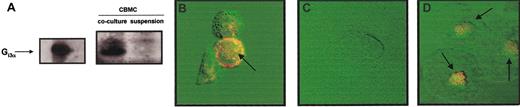 Fig. 4. CBMCs cocultured with 3T3 fibroblasts increased their expression of Gi3α protein. / (A) SDS-PAGE immunoblot was performed with lysates of CBMCs maintained in suspension or cocultured with 3T3 fibroblasts for 4 days in the presence of soluble SCF (100 ng/mL). Gi3α purified from bacterial lysates was used as positive control. Confocal microscopy images of Gi3α protein under orange fluorescence (FITC) showing: (B) membrane localization in CBMCs maintained in coculture with 3T3 fibroblasts for 4 days in the presence of SCF (100 ng/mL), (C) no expression in CBMCs maintained in suspension for 4 days in the presence of SCF (100 ng/mL), and (D) perinuclear localization in freshly isolated rat peritoneal mast cells. The displayed figures are from a representative single experiment of 3. Arrows indicate Gi3α expression with the mast cells. Original magnification B-D, × 63.