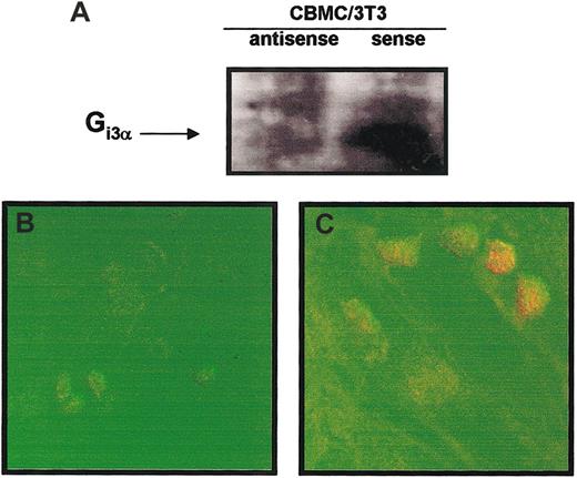 Fig. 5. Effects of the membrane form of SCF on the mast cell expression of Gi3α protein. / SDS-PAGE immunoblot (A) and confocal microscopy images of Gi3α protein under orange fluorescence (FITC) were performed with CBMCs maintained in the presence of soluble SCF (100 ng/mL) and cocultured for 4 days with 3T3 fibroblasts previously treated overnight with 0.1 pM SCF sense (B) or SCF antisense (C). The displayed figures are from a representative single experiment of 3. Original magnification B-C, × 63.