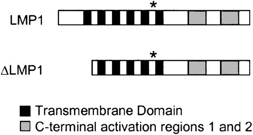 Fig. 1. Structure of LMP1 and ΔLMP1. / LMP1 consists of a short N-terminus, 6 transmembrane domains, and 2 C-terminal activation regions. The first transmembrane domain is homologous to the retroviral transmembrane domain p15a. * indicates the position of the HLA-A2–restricted YLQQNWWTL peptide used in this study. ΔLMP1 lacks the N-terminus and the first transmembrane domain.