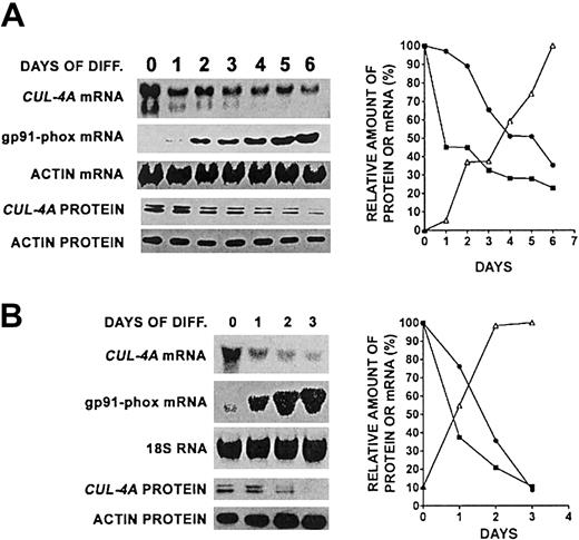 Fig. 1. CUL-4A expression declines during granulocytic and macrophage differentiation. / (A) PLB-985 cells were induced to differentiate into granulocytes with 0.5% DMF. Northern blot analysis was used to measure CUL-4A mRNA at each time point. As controls, gp91phox and β-actin mRNAs were analyzed.CUL-4A protein levels were measured by immunoblot analysis of 20 μg total lysate and actin was measured as a loading control. The amounts of mRNA or protein were quantified, normalized with respect to actin, and graphed (CUL-4A mRNA, ▪; CUL-4Aprotein, ●; gp91phox mRNA, ▵). Representative results from 4 independent experiments are shown; SEM is reported in “Results.” (B) PLB-985 cells were induced to differentiate into macrophages with 100 nm PMA. Northern blot analysis was used to measure CUL-4A mRNA at each time point.CUL-4A protein level was measured as described for panel A. The same controls were measured, and the relative amounts of mRNA or protein were quantified and graphed as described for panel A.