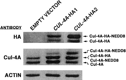 Fig. 2. PLB-985 cell lines that overexpress. / CUL-4A-HA. Total cell lysates were prepared from PLB-985 clones stably transfected with pEF-PGKpac (empty vector) or with pEFpac-CUL-4A-HA (CUL-4A-HA1 orCUL-4A-HA2), and 10 μg of each lysate was analyzed by immunoblot probed with anti-HA monoclonal antibodies (top panel), anti–Cul-4A antiserum (middle panel), or anti-actin monoclonal antibodies (bottom panel). The various forms of Cul-4A are indicated with arrows on the right.