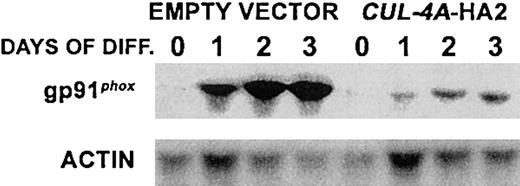 Fig. 4. Enforced expression of. / CUL-4A inhibits macrophage differentiation. The cell lines generated from PLB-985 cells transfected with pEF-PGKpac (empty vector) or with pEFpac-CUL-4A-HA (CUL-4A-HA2) were induced to differentiate into macrophages with 100 nM PMA for 0 to 3 days, and total RNA was isolated from a sample taken at each time point. RNA (5 μg) from each sample was electrophoresed, and the amount of gp91phoxmRNA was determined by Northern blot analysis and normalized with respect to the amount of actin mRNA.