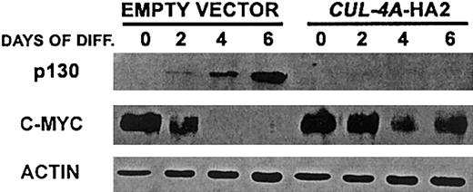Fig. 6. Enforced expression of. / CUL-4A alters the expression of p130 and c-myc after induction of granulocytic differentiation. The cell lines generated from PLB-985 cells transfected with pEF-PGKpac (empty vector) or with pEFpac-CUL-4A-HA (CUL-4A-HA2) were induced to differentiate into granulocytes for 0 to 6 days and total protein was isolated from a sample taken at each time point. Protein (10 μg) from each sample was electrophoresed, and the amount of the indicated protein was determined by immunoblot and normalized with respect to the amount of actin. Representative results of 3 independent experiments are shown.