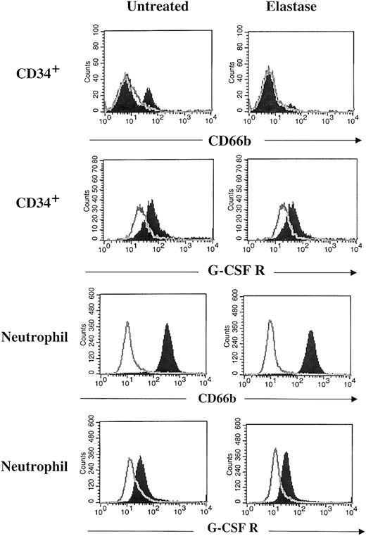 Fig. 6. No cleavage of G-CSF receptor by elastase. / After 7 days of culture with 10 ng/mL G-CSF, GM-CSF, SCF with or without 1 μg/mL elastase, CD34+ cells were harvested and stained with anti–CD66b–FITC, anti–G-CSFR–PE antibodies (filled histogram), or appropriate isotype control (open histogram). Peripheral blood neutrophils were incubated overnight with 1 μg/mL elastase and then stained with the same antibodies.