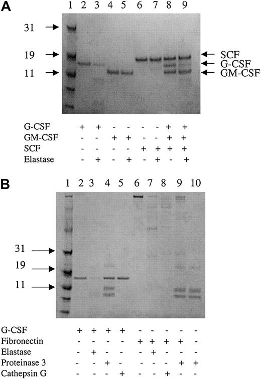 Fig. 7. Digestion of G-CSF by elastase. / (A) Two micrograms cytokine incubated with or without 40 ng elastase for 15 minutes and analyzed by gel electrophoresis. Data are representative of 3 independent experiments. (B) Two micrograms G-CSF or fibronectin incubated with 40 ng elastase, cathepsin G, 500 ng proteinase 3, or without protease for 15 minutes and analyzed by gel electrophoresis. Lanes 4, 9, and 10 show 3 bands corresponding to proteinase 3 in addition to the degradation product of G-CSF (lane 4) and fibronectin (lane 9). Data are representative of 3 independent experiments.