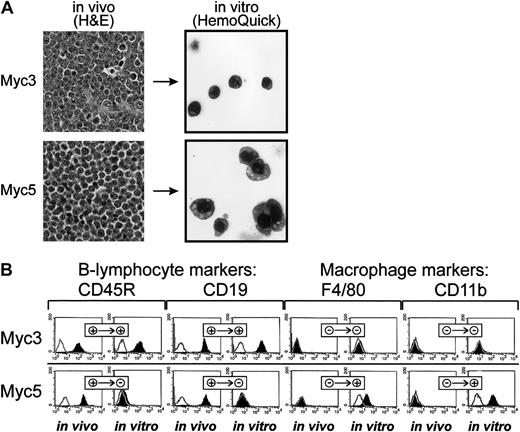 Fig. 1. Myc5 B-lymphoma cells acquire myeloid phenotype in vitro. / (A) Histolopathologic (left) and cytologic (right) analyses of Myc3 and Myc5 lymphomas maintained in vivo and in vitro, respectively. On the left, sections of tumor tissues were stained with H&E (original magnification, × 40). On the right, cultured cells were spun onto slides and stained with Wright-Giemsa (HemoQuick, original magnification, × 60). (B) Flow cytometric analyses of surface markers on primary (in vivo) and cultured (in vitro) Myc3 and Myc5 cells. Cells stained with specified antibodies are indicated by black histograms; control unstained cells, with open lines. + and − refer to positive and negative staining, respectively.