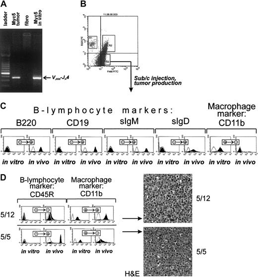 Fig. 2. Cultured myeloid Myc5 cells reacquire B-lymphoma markers in vivo. / (A) PCR analysis confirming the presence of VDJ-rearrangement in cultured Myc5 cells (far right lane). In preceding lanes, DNAs from primary Myc5 tumor and murine fibroblasts were used as positive and negative controls, respectively. Migration of the rearranged fragment is indicated by the arrow. (B) FACS of cultured Myc5 cells into B220-positive (R1), F4/80-positive (R3), and doubly positive (R2) populations. As indicated by the arrow, the R3 population was expanded and used for tumor production. (C) Flow cytometric analyses of surface markers on sorted Myc5 cells from the R3 fraction that were expanded in culture (in vitro) and subsequently injected into animals and allowed to form secondary tumors (in vivo). Cells stained with specified antibodies are indicated by black histograms; control unstained cells, with open lines. + and − refer to positive and negative staining, respectively. (D) The left panel depicts the same analyses as in panel C but performed on single cell subclones 5/12 and 5/5 from the R3 fraction. The right panel refers to H&E staining of sections of tumors derived from clones 5/12 and 5/5. Original magnification × 40.