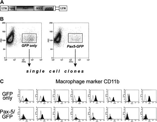 Fig. 4. Ectopic expression of Pax5 prevents acquisition of myeloid markers by Myc5 B-lymphoma cells. / (A) The diagram of the Pax5-encoding retrovirus. The GFP-encoding MIGR1 retroviral vector was used as a backbone. (B) FACS of Pax5- or control retrovirus-infected Myc5 cells from a secondary tumor. Sorted populations are indicated by rectangles and arrows. (C) Flow cytometric analyses of the myeloid CD11b surface marker on Myc5 cells infected by the control (top panels) and Pax5-encoding (bottom panels) retroviruses.