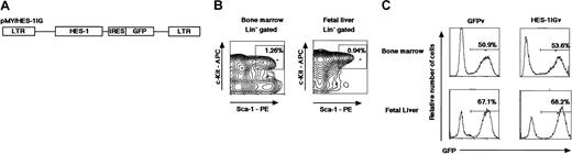 Fig. 1. Retroviral construct, stem cells, and transduction. / (A) Schematic representation of the retroviral vector, pMY/HES-1IG, encoding HES-1 linked by internal ribosome entry site (IRES) to a cDNA encoding EGFP. (B) Flow cytometric analysis of murine hematopoietic stem cells in adult bone marrow and fetal liver. Staining profile of Sca-1 versus c-Kit on lineage-negative populations in bone marrow (left) and fetal liver (right) cells. (C) Flow cytometric analysis for GFP in infected c-Kit+ Sca-1+ Lin−(KSL) cells of bone marrow (top) and fetal liver (bottom). Efficiency of infection of these populations is indicated.