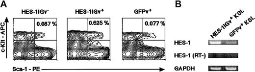 Fig. 3. Analysis of bone marrow cells in recipients at 3 months after transplantation. / (A) Flow cytometric analysis for KSL in recipient mice. Respective gates for GFP− (recipient-derived, left) and GFP+ (donor-derived: HES-1Igv–transduced, middle; GFPv-transduced, right) cells of the lineage-negative population were analyzed for c-Kit and Sca-1 staining. (B) Expression ofHES-1 mRNA in reconstituted cells. The amount of templates for RT-PCR was normalized to give equivalent signals for GAPDH. RT− indicates PCR performed without reverse transcriptase reaction.