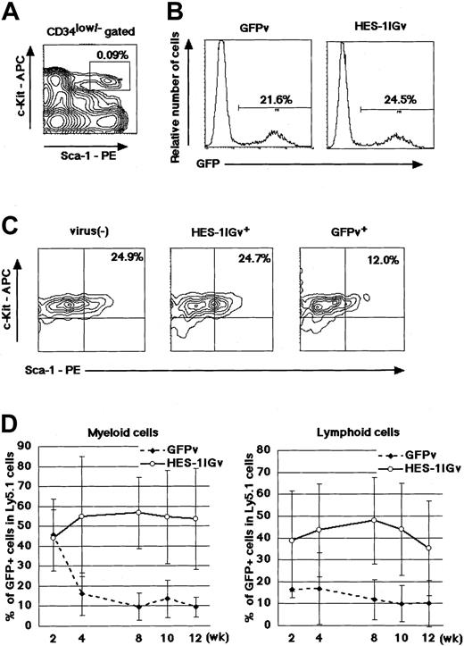 Fig. 4. Competitive repopulation assay using 34−KSL-derived cells. / (A) Staining profile of Sca-1 versus c-Kit in lineage-depleted and CD34−/low–gated populations in bone marrow. (B) Flow cytometric analysis for GFP in infected 34−KSL-derived cells. Effieciency of infection at the end of the 2-day infection period is indicated. (C) Maintenance of the KSL phenotype in 34−KSL-derived cells by HES-1. Left, nontransduced 34−KSL-derived cells; middle, HES-1Igv–transduced 34−KSL-derived cells; right, GFPv-transduced 34−KSL-derived cells. (D) Chimerism of GFP+Ly5.1+ cells in the total Ly5.1+ cells in the blood of recipients. Results for HES-1IGv and GFPv are shown as the mean ± SD of 12 and 8 measurements, respectively, from 3 independent experiments (2 to 6 animals per experiment).