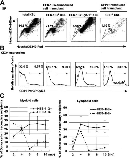 Fig. 5. Identification of SP and CD34low/− cells in recipient bone marrow KSL cells. / (A) Hoechst dye efflux in various gates of KSL prepared from bone marrow of competitive LTRA recipients. Total KSL, GFP+Ly5.1+ KSL, and GFP−Ly5.1+ KSL from a representative recipient of HES-1Igv–transduced tester cells and competitor cells, and GFP+Ly5.1+ KSL from a representative recipient of GFPv-transduced tester cells and competitor cells were analyzed for staining for Hoechst 33342Blue and Hoechst 33342Red. (B) CD34 expression profile in various gates of KSL prepared from recipients of competitive LTRA. The same gates as panel A were used. To stain CD34 without FITC, PerCP-Cy5.5–labeled mouse CD34 antibody was used. This makes the fluorescence activated cell sorting (FACS) pattern different from that used for CD34−KSL sorting. (C) Evaluation of stem cell activity on secondary transplantation. At each time point, chimerism of donor-derived cells in recipient blood was plotted. Plots are shown as the mean ± SD of 4 animals.