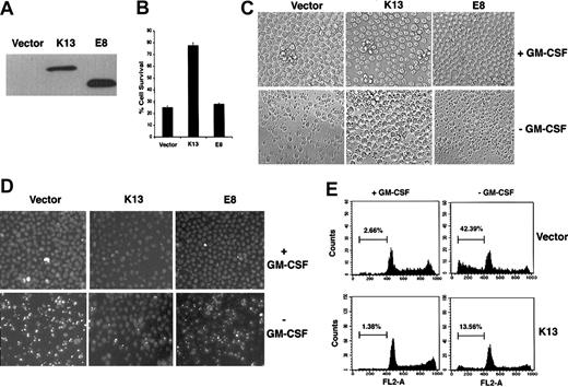 Fig. 1. Expression of HHV8 vFLIP protects against growth factor withdrawal–induced apoptosis in TF-1 cells. / (A) TF-1 cells were transduced with an empty retroviral vector or vectors expressing Flag epitope–tagged HHV8 vFLIP K13 and EHV2 vFLIP E8. Expression of the transduced proteins was confirmed by immunoprecipitation with Flag antibody beads (Sigma) followed by Western blot analysis with a rabbit polyclonal antibody against the Flag epitope tag. (B) HHV8 vFLIP K13 protects TF-1 cells against growth factor withdrawal–induced cell death. TF-1 cells expressing an empty vector, vFLIP K13, and vFLIP E8 were deprived of GM-CSF for 48 hours and cell viability measured as described in “Materials and methods.” The values shown are means ± SD of 3 independent experiments performed in triplicate. (C) Photomicrograph demonstrating the protective effect of vFLIP K13 against GM-CSF withdrawal–induced apoptosis. Cells were examined under a phase-contrast microscope and photographed. Original magnification, × 200. (D) Hoechst 33342 staining demonstrating the nuclear morphology of the indicated TF-1 cells grown in the absence and presence of GM-CSF. TF-1 vector and vFLIP-E8 cells demonstrate the classical nuclear features of apoptosis, such as nuclear condensation and fragmentation, which are significantly absent in vFLIP K13–expressing cells. Original magnification, × 200. (E) DNA content analysis demonstrating the appearance of a significant population of cells with sub-G0/G1content among TF-1 vector cells when deprived of GM-CSF for 48 hours that is markedly reduced in vFLIP K13–expressing cells. Cell pellets were fixed in 70% ethanol, and incubated at 4°C overnight. For staining, the cell pellets were resuspended in 0.5 mL of 0.05 mg/mL PI plus 0.2 mg/mL RNase A and incubated at 37°C for 30 minutes. Cell cycle distribution was analyzed using a flow cytometer.