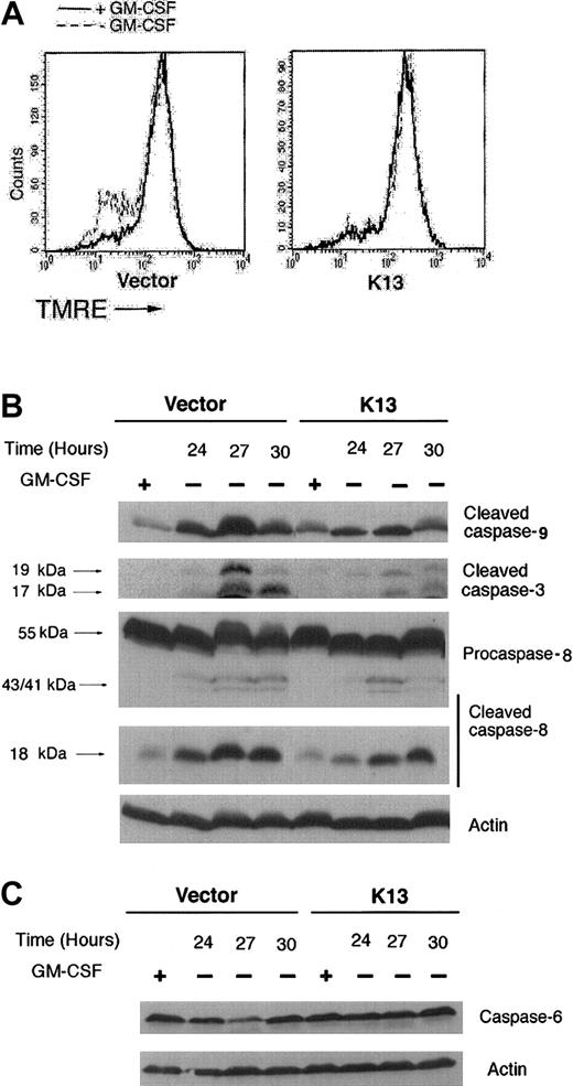 Fig. 3. vFLIP K13 blocks growth factor withdrawal–induced apoptosis by blocking loss of mitochondrial membrane potential and caspase-activation. / (A) vFLIP K13–expressing cells maintain their mitochondrial potential in the absence of GM-CSF. TF-1 vector– and vFLIP-K13–expressing cells were grown in the absence or presence of GM-CSF for 24 hours. Cells were stained with 100 nM TMRE for 30 minutes at 37°C and fluorescence determined using a flow cytometer. (B) Inhibition of caspase-9, -3, and -8 cleavage during GM-CSF withdrawal–induced apoptosis in TF-1 vFLIP K13 cells. TF-1 vector and vFLIP K13 cells were grown in the presence and absence of GM-CSF for the indicated time periods. Cell lysates were analyzed for cleavage of caspase-9, -3, and -8 by Western blot analysis using antibodies that can recognize their cleaved forms. The blot was reprobed with a polyclonal antibody against actin to show equal loading of all lanes. (C) Inhibition of caspase-6 cleavage during GM-CSF withdrawal–induced apoptosis in TF-1 vFLIP K13 cells. The experiment was performed essentially as described for panel B, except expression of caspase-6 was analyzed using an antibody that recognizes its full-length form.