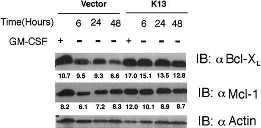 Fig. 6. Expression of Bcl-xL and Mcl-1 in vFLIP K13–expressing cells. / TF-1 vector and vFLIP K13 cells were grown in the presence and absence of GM-CSF for the indicated time periods. Cell lysates were analyzed for the presence of Bcl-xL, Mcl-1, and actin by Western blot analysis. Quantitative analysis of the blot was carried out using the NIH Image program. The numbers below the Bcl-xL and Mcl-1 blots represent the relative intensity of the protein bands after normalization with the actin control.