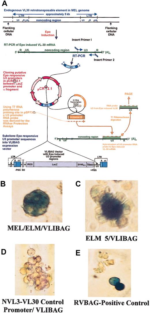 Fig. 1. Endogenous ELM 5 and MEL/ELM promoters expressing reporter gene activity in transfected ELM cells. / ELM VL30 promoters were isolated, confirmed, and quantified for their epo responsiveness20 and cloned into the LTRs of the expression vector, VLIBAG (A). Mass cultures of ELM transfectants carrying the endogenously expressed promoters MEL/ELM (B) and ELM 5 (C) within the heterologous cassette, VLIBAG, were histochemically stained with X-gal after 2 weeks of selective growth conditions. The unexpressive negative control transfectant, VLIBAG, with the NVL3 promoter is shown (D) as well as the positive control RVBAG retroviral vector (E). Original magnification, × 200 (B-E).
