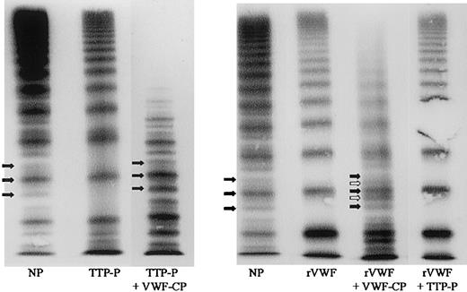 Fig. 2. VWF-CP–specific proteolytic action on VWF demonstrated by VWF multimer analysis. / NP indicates normal plasma with typical triplet structure (filled arrows); TTP-P, native plasma of a patient with active TTP (note the absence of a defined triplet structure compared with normal plasma); TTP-P + VWF-CP, plasma of a patient with TTP mixed with control plasma of a patient with VWF deficiency but normal protease (note the appearance of a pronounced triplet structure besides loss of large multimers); rVWF, untreated recombinant VWF; rVWF + VWF-CP, proteolyzed rVWF incubated with plasma of a patient with VWD type 3 (empty arrows refer to inner subbands that can also be demonstrated by high-resolution SDS agarose gel electrophoresis of normal plasma VWF); rVWF + TTP-P, rVWF incubated with plasma of a patient with TTP.